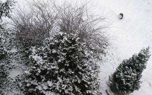 Winter Snow Trees