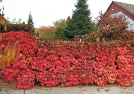 plant with red leaves on hedge