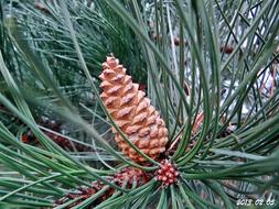 pine cone on a pine branch close-up in the forest