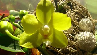 impressively beautiful Yellow Flower Orchids