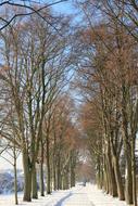 Tree Lined Avenue at Winter