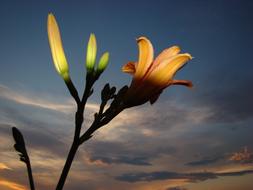 Flower Light orange