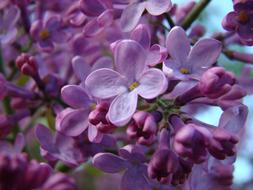 goodly Flower Garden violet