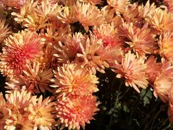incredibly beautiful Aster Floral