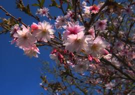 goodly Tree Blossom