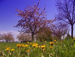 Spring Meadow and Tree