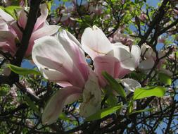 goodly Tree pink Blossom
