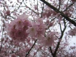 Tree Blossom pink