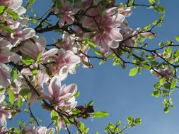 extraordinarily beautiful Tree pink