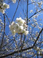 goodly Tree Blossom white