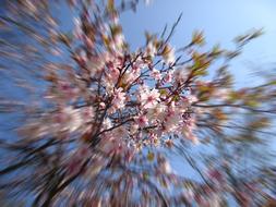 optical photo of cherry blossoms