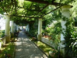 Ravello Phenomenal garden