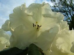 Rhododendron Spring white