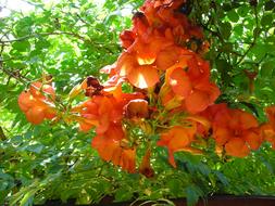 Flower Garden orange