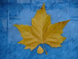 Close-up of the beautiful and colorful autumn leaves, on the blue surface of different shades