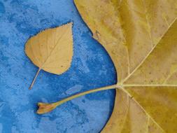 Leaves Size Comparison Style Leaf