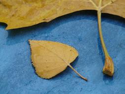 yellow leaves on blue cloth