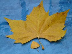 Leaves Size Comparison Autumn Fall