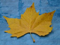 Maple Leaf Yellow Fall Color