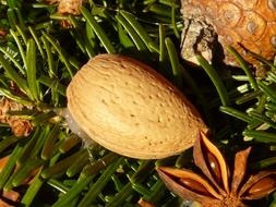 Advent Wreath Almond Ornament decoration