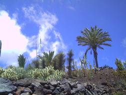 palm trees and stones on the island of fuerteventura
