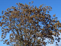 Leaves Tree Winter