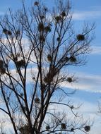tree without leaves against the sky in autumn