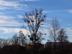 Tree Poplar White over houses