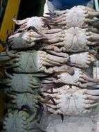 blue crab on the counter at the fish market