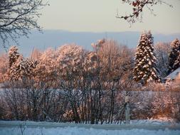 Beautiful and colorful plants in snow, in the forest, in the winter