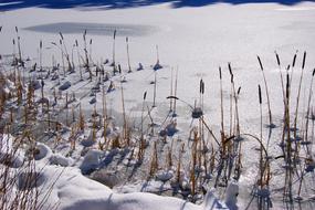 Wintry Snowy reed