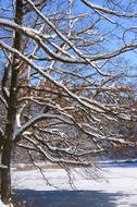 Sky Blue Snow tree