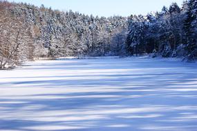 Lake Winter Trees