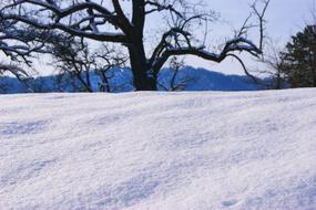 photo of Winter Trees