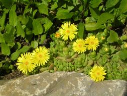 Spring yellow green Flowers