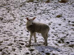 Winter Lamb at wildlife