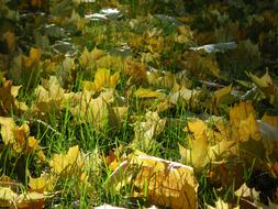 Colorful Leaves Autumn on grass