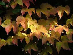 colorful Vine Autumn Fall Leaves