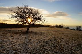 wide Tree on Snowy meadow at sunrise