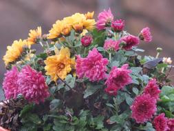 winter aster bush on blurred background