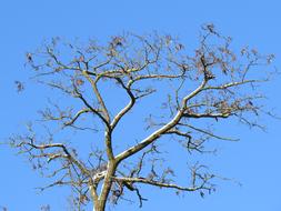 crown of an autumn tree on a blue sky background