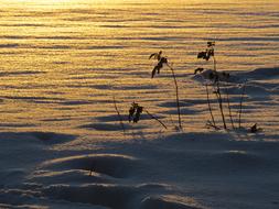 Snowfield Backlighting