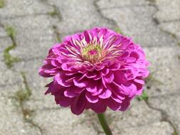 Beautiful blossoming pink flower among the pavement