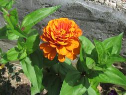 impressively beautiful Flower Garden orange
