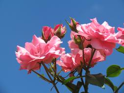 Roses Pink Flower and blue sky