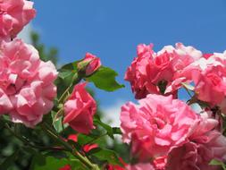Rose shrub with Pink Flowers