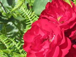 burgundy roses and fern leaves