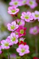 Garden Flora close-up on blurred background