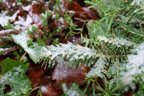 Winter Little Fir tree