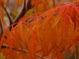 Close-up of the beautiful and colorful autumn leaves on the wood